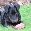 chien DM (54)